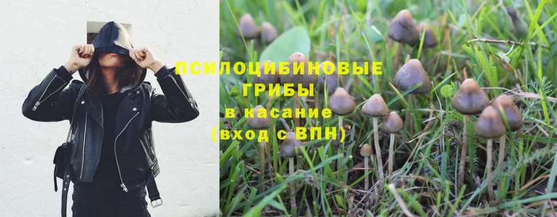 Галлюциногенные грибы Psilocybe  сколько стоит  Вилюйск 